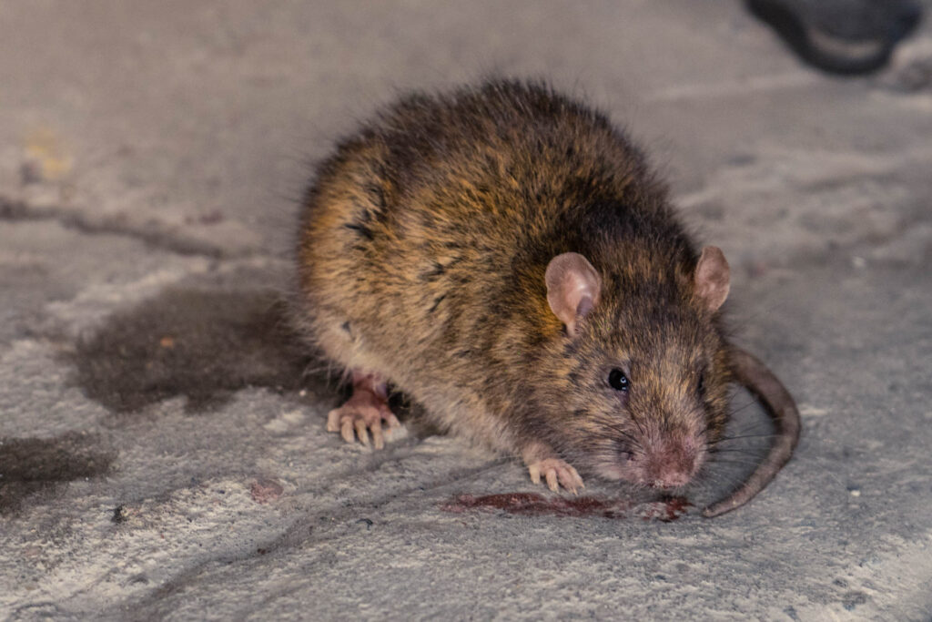 Duży szczur kanałowy w piwnicy pod blokiem w Bydgoszczy