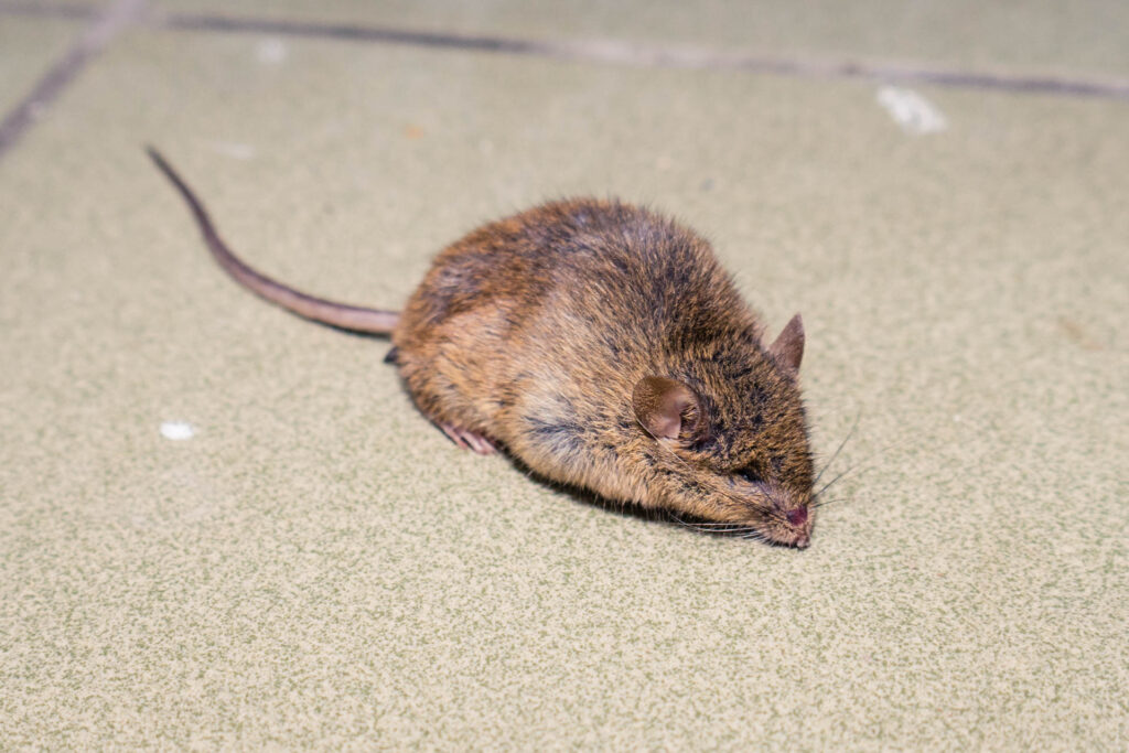 Mysz domowa podobna do szczura